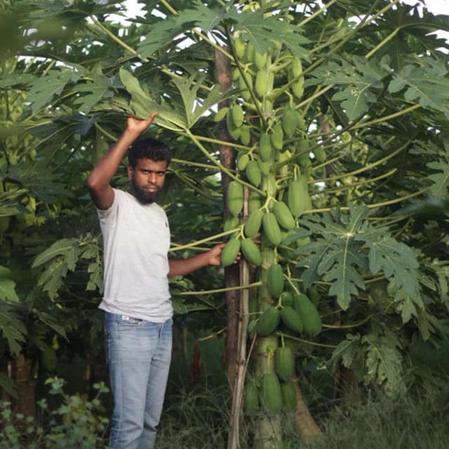 তরকারির জন্য কাচা পেঁপে 