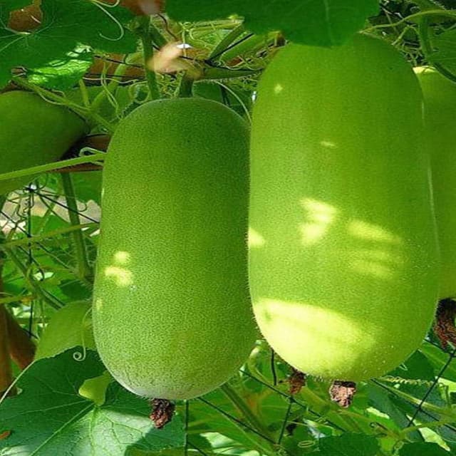 দেশি চাল কুমড়া