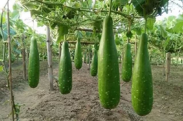 বড় লাউ
