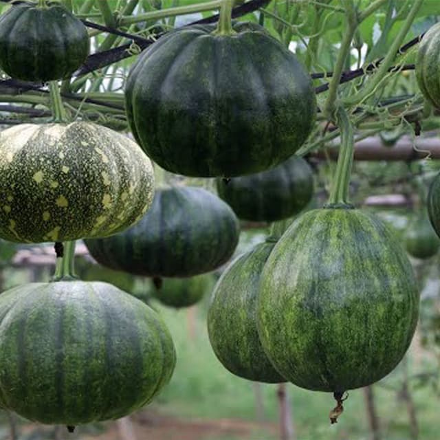 মিষ্টি কুমড়া